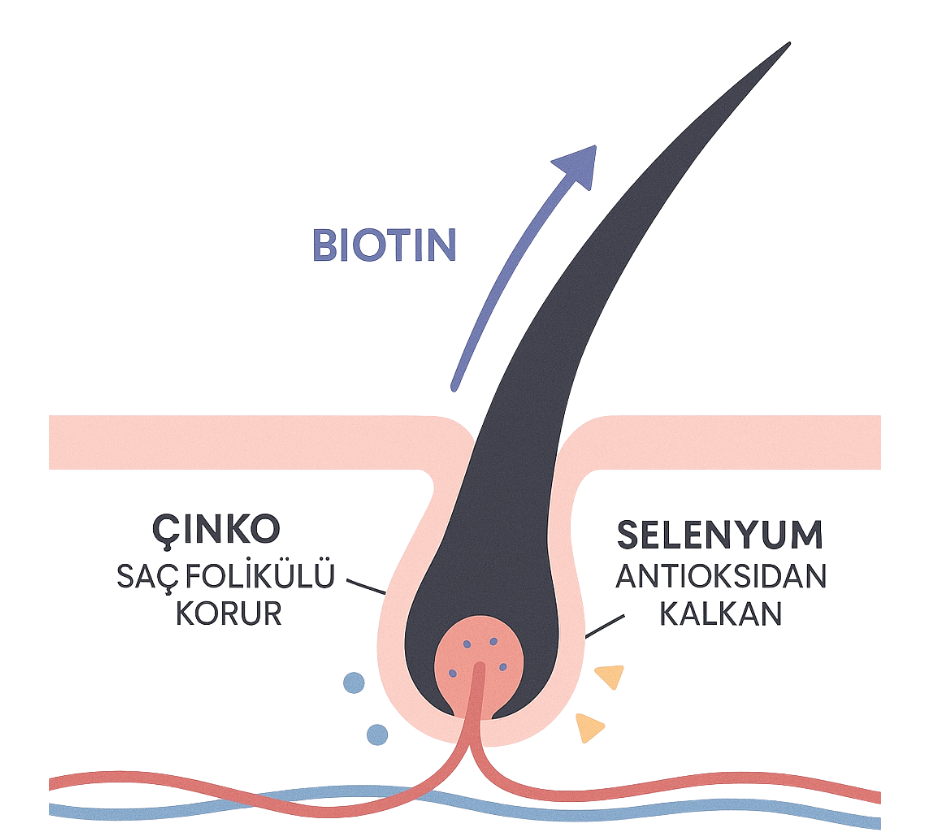 saç vitamini çalışma mantığı bilimsel açıklaması